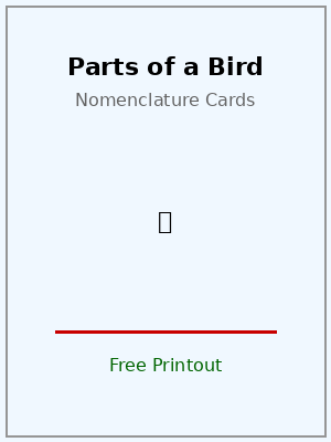 Parts of a Bird Nomenclature Cards