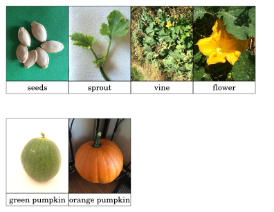 Pumpkin Life Cycle Cards preview
